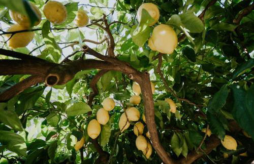 Il Giardino dei limoni - Foto 21
