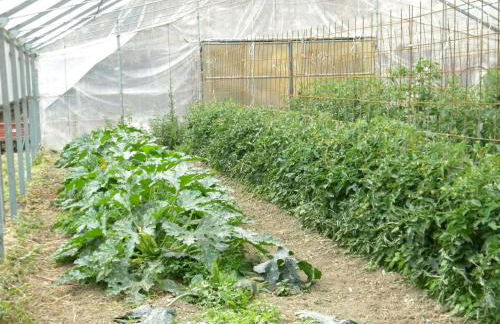 Fattoria Giunasco - Foto 44