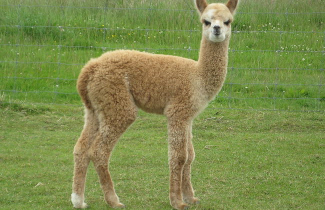 755 Regal Court - Foto 43