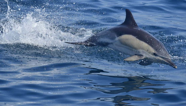 Billet pour le téléphérique de Gibraltar + Observation de dauphins - Photo 4, Dauphin de Gibraltar