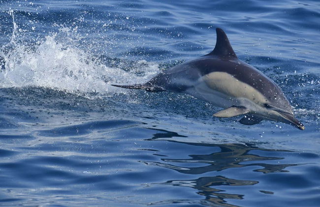 Gibraltar Cable Car Ticket + Dolphin Watching - Photo 4