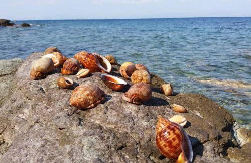 Κατοικία Πανόραμα, Πραγματευτή Λεωνιδίου, Τ.Κ.22300 - Photo 42