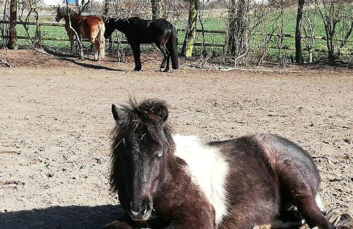 Krügerhof Lübbersdorf - Foto 7