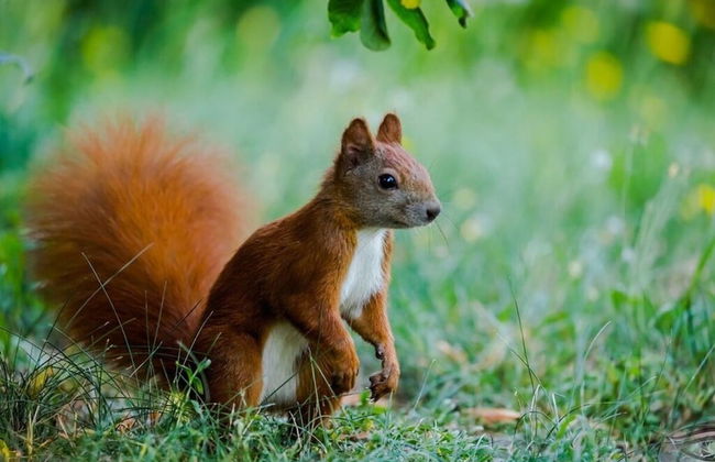 Kickelhahn Comfortable Holiday Residence - Foto 16