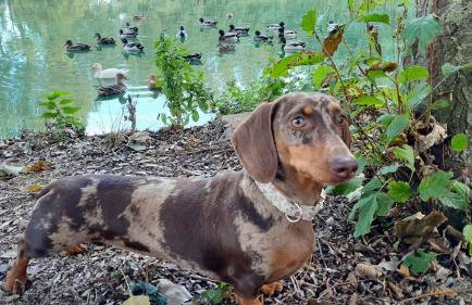 Cottage relaxant au bord de l'eau - Foto 37