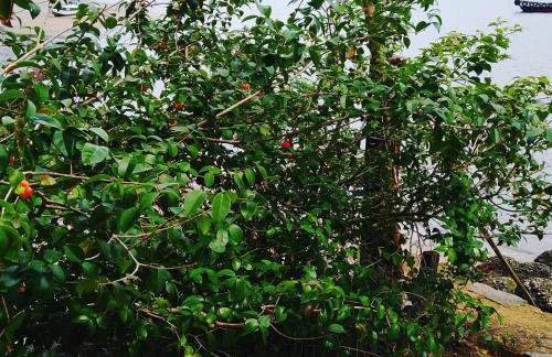 A Casa da Ilha de Itacuruçá - Aps - Foto 14