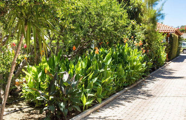 Flor da Laranja - Foto 27