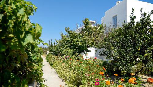 Flora & Agelos Studios - Paros - Foto 4, Garden