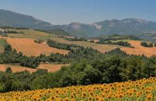 La collina dei ciliegi - Foto 14