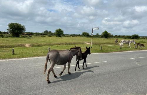 Thatch Cottage, East Boldre nr Beaulieu and Lymington - Foto 28