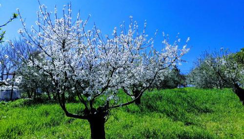 Managraia - Foto 5, Garden