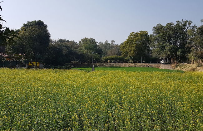 Koko's Farm - Foto 36