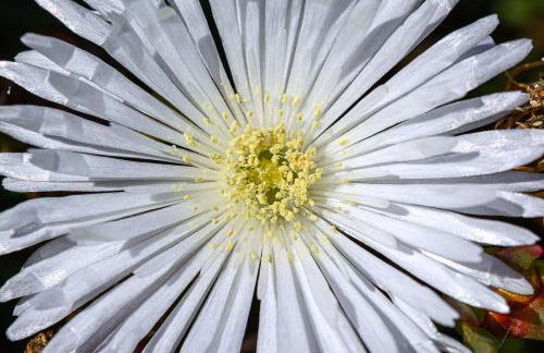 Recanto das Florenças (2) - Photo 63