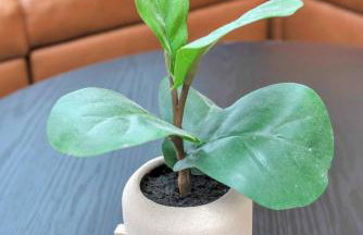 5 Bed/ Pickle360/ Basketball/ Movie - Foto 26