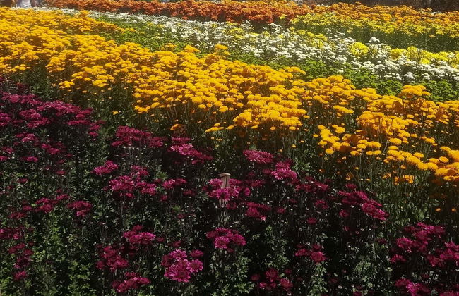 Escursione a Holambra - Foto 1