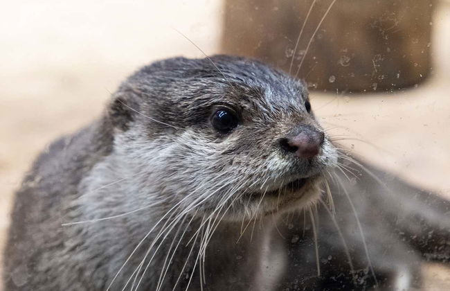 Ingresso do Aquário Emaar - Foto 2