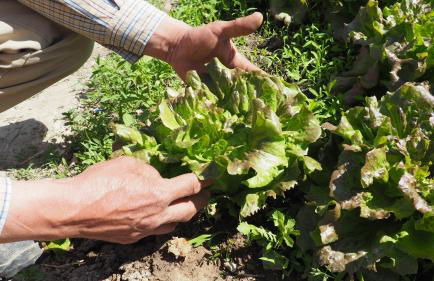 L'Era de Cal Roger - Foto 124