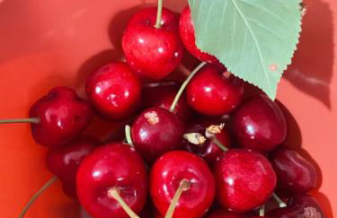 Casa RODA - Photo 72