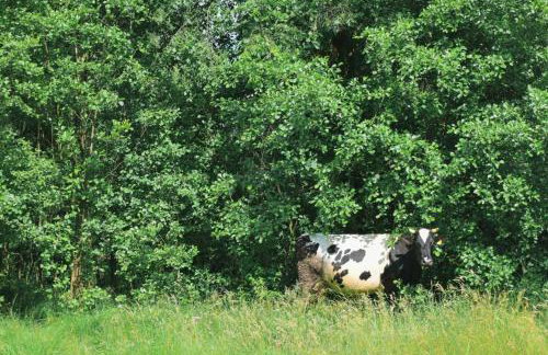 Oaza Święty Spokój - Tiny House z Balią i Jacuzzi przy rzece Narew - Foto 17