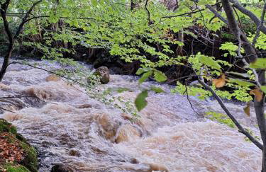 Ryan's Cottage - Photo 44