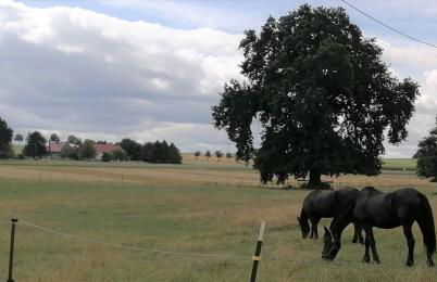 Weidenblick - Foto 19