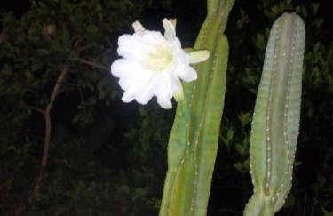 Casa com amplo quintal, churrasqueira e área verde - Foto 12