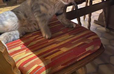 Gasthof zur Sägemühle - Foto 17