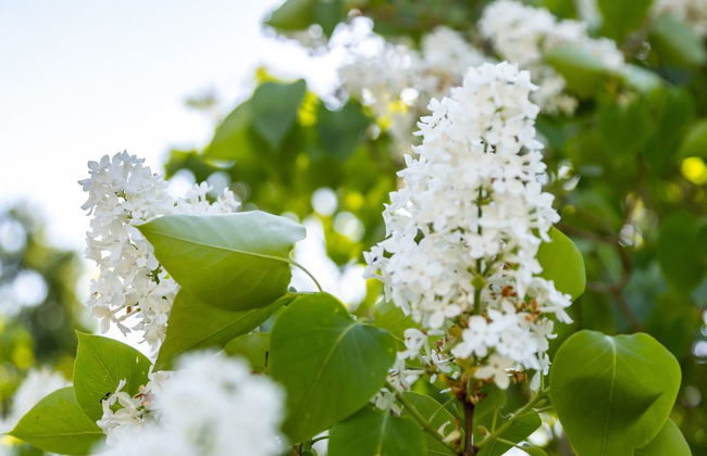 1 bedroom House in Färgelanda with garden - Photo 32