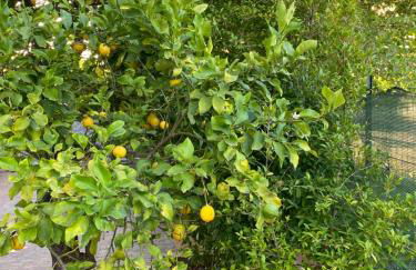 L'albero di limoni sul mare di Pizzo - Photo 44