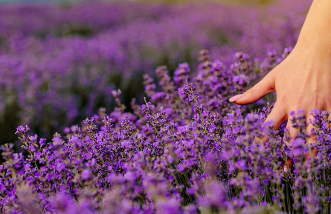 Tour della lavanda + Mulino del Romeral - Foto 1