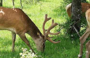 Country House Ciliegia Rossa - Foto 11