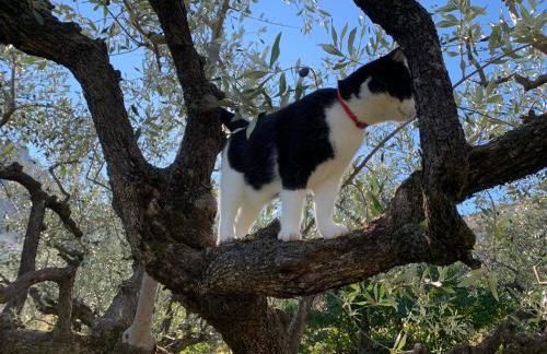 Mas Christiane - Foto 31