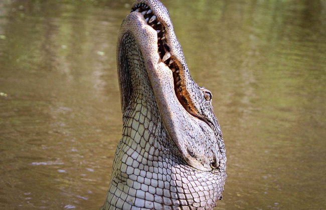 Paseo en aerodeslizador por la Reserva de Barataria - Foto 1