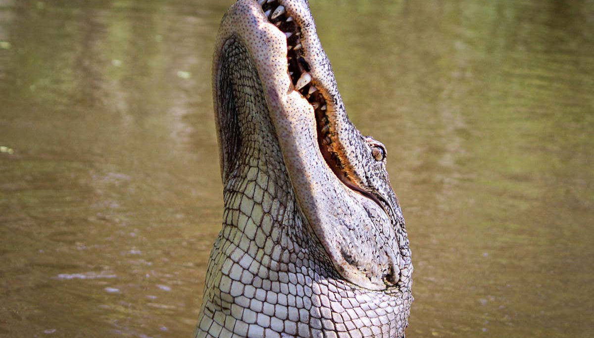 Fauna della Riserva di Barataria