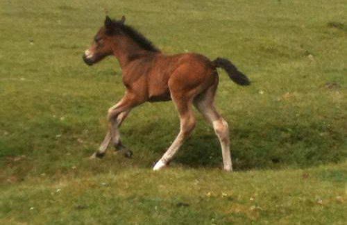 Delightful 3-bedroom Cottage, Brockenhurst - Foto 33