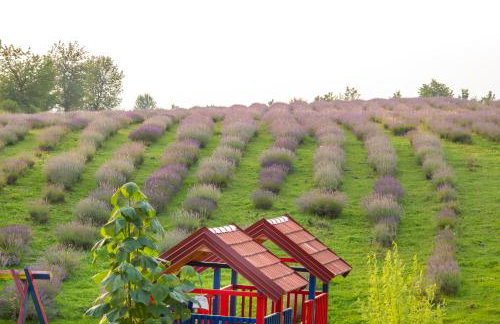 Lavanda farm apartmani - Foto 91