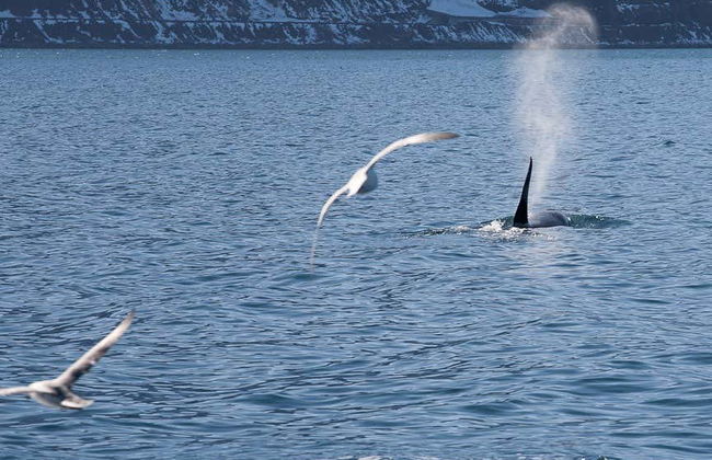 Avistamento de baleias em Isafjordur - Foto 5