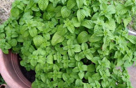 La Cascina di Muttley - Foto 65