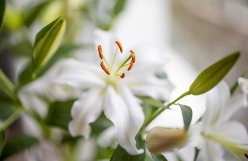 Altstadt-Chalet @Conny's - Foto 40