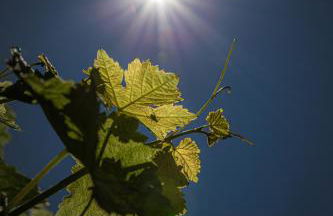 Florianshof - Foto 14