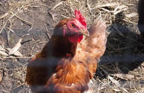 Salzhaff Family Retreat - Foto 30