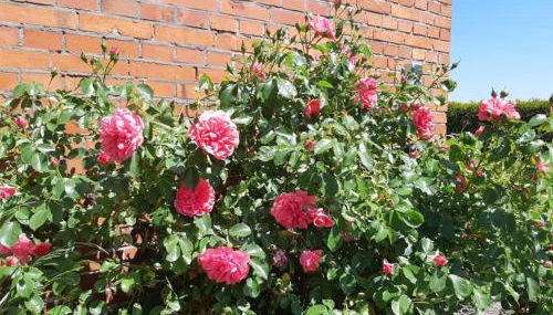 Monteurzimmer Ausma Wymeer Bunde - FeWo Vakantiehuis Heerenland - Foto 4, Garden