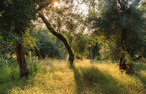 Kastanida House in Anemogiannatika - Photo 19