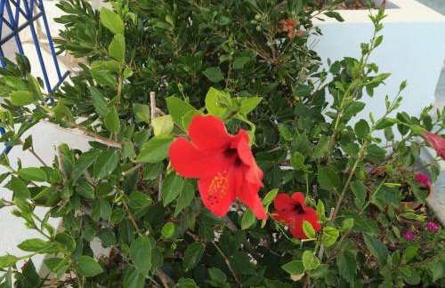 Sea Breeze Apartments Chios - Photo 72