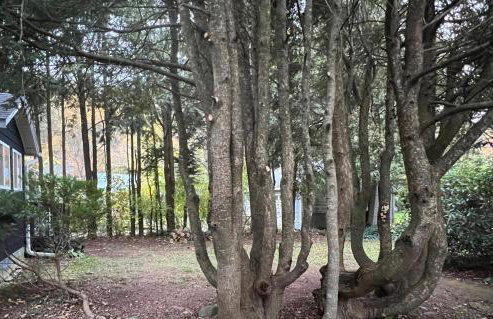 Phoenicia Bungalow - Foto 20