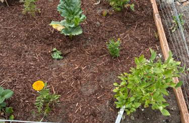 Family & Pet friendly 3 bdrm home with full kitchen and fenced yard - Foto 31