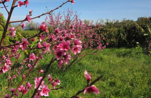 Casa da Paz - Foto 28