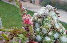 Oaza mira i tišine - Foto 1