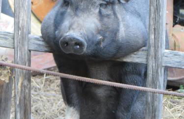 Holzhaus Besler - Foto 16