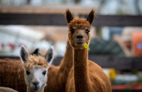 Alpaka - & Ferienhof Neukämper - Foto 36